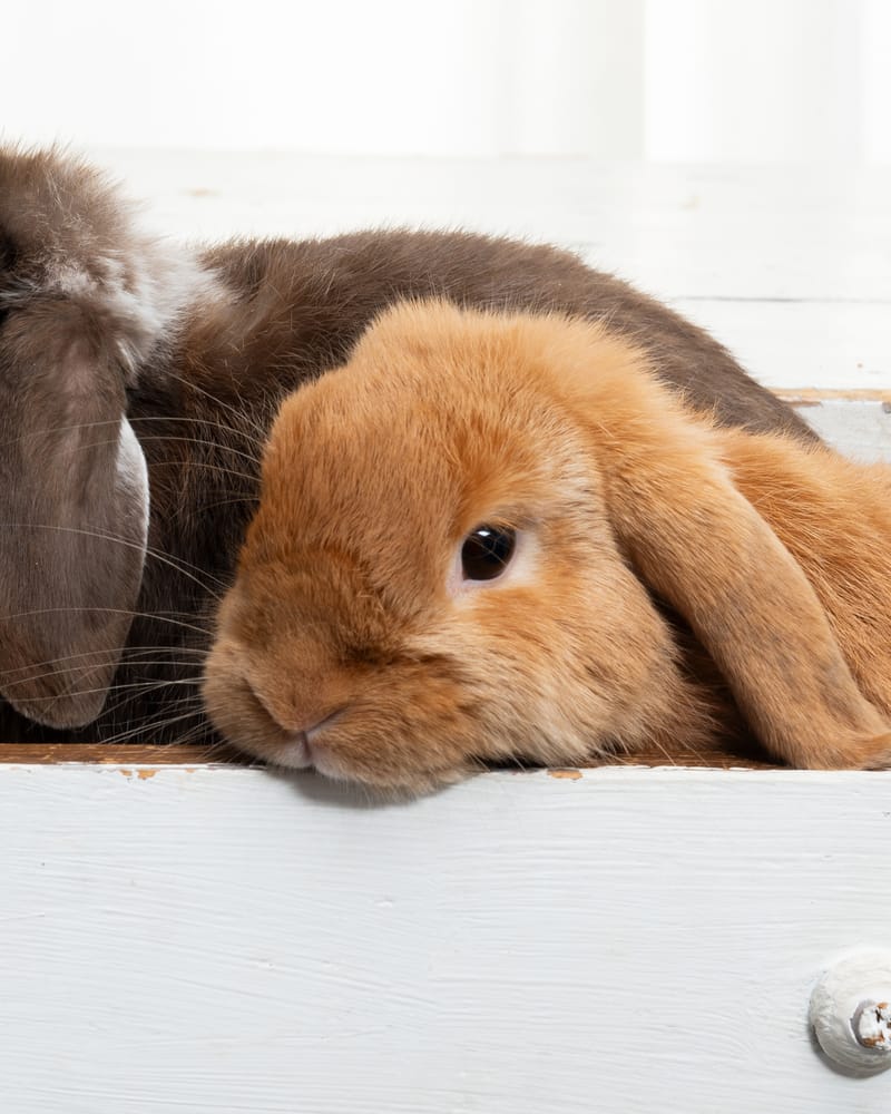Tierfotografie 2
