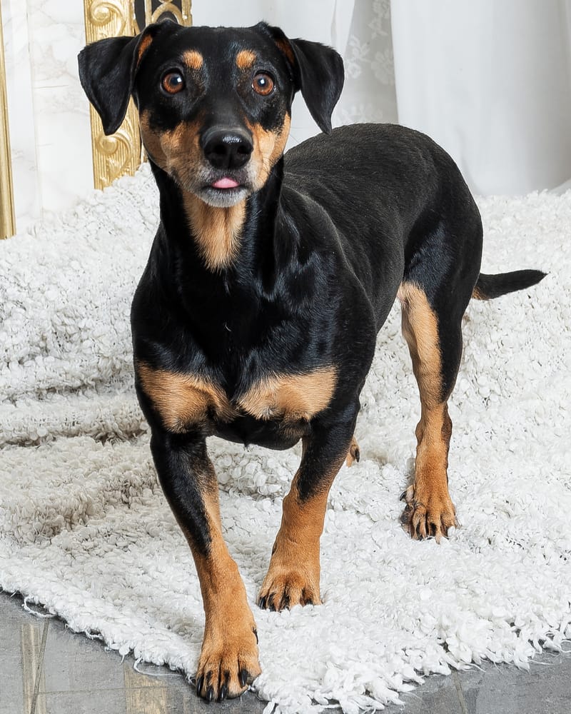 Tierfotografie 5
