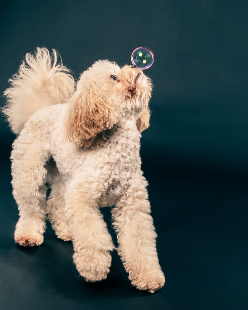 Tierfotografie 7