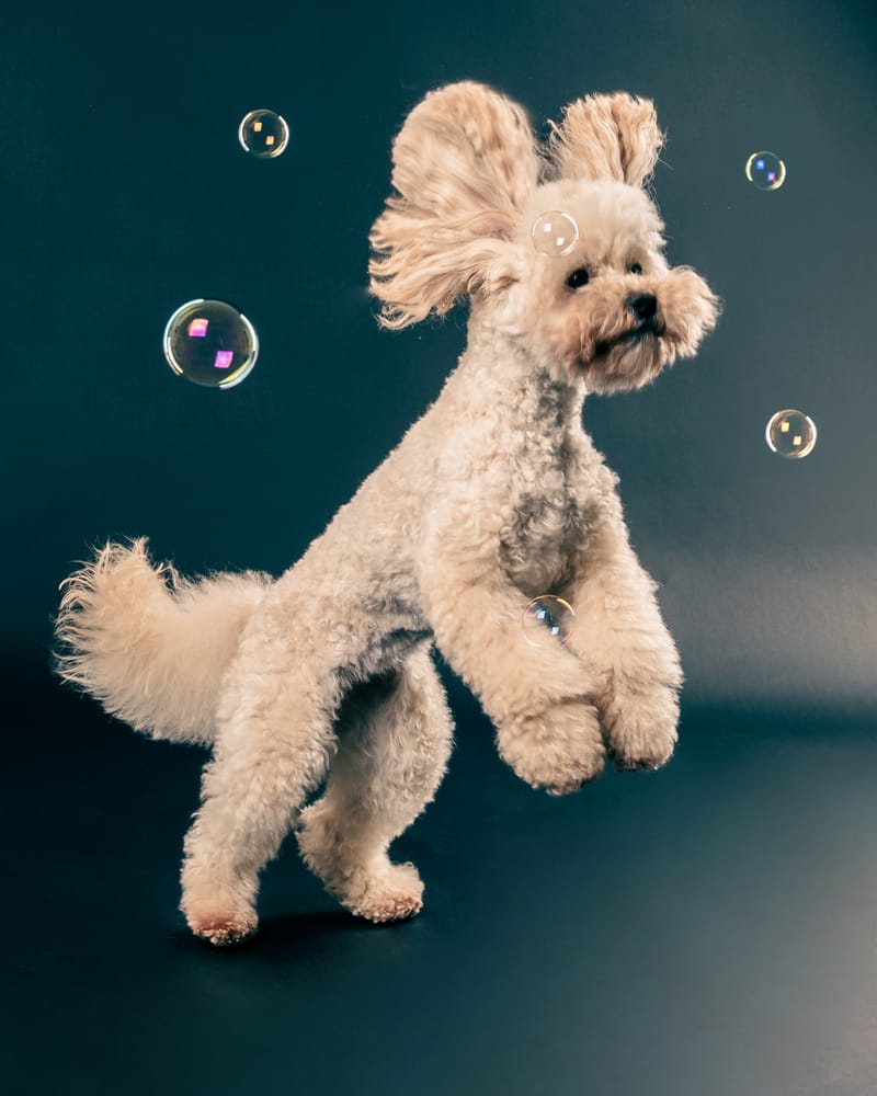 Tierfotografie 8