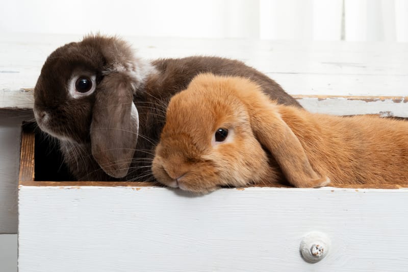 Tierfotografie 172