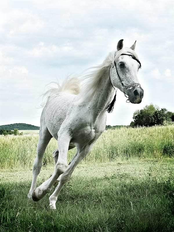 Tierfotografie 180