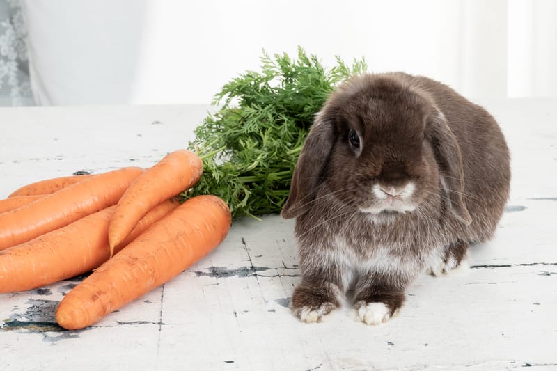 Tierfotografie 187