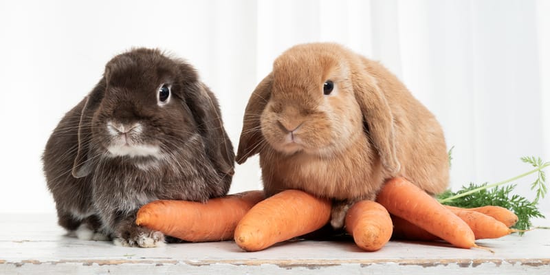 Tierfotografie 189