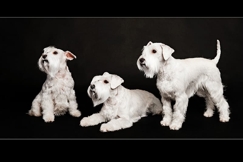 Tierfotografie 195